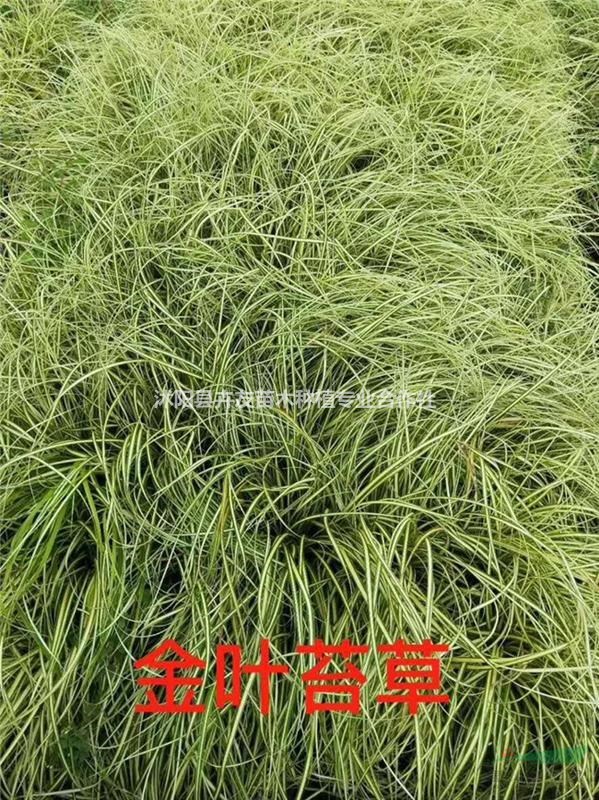 金葉苔草 多年生草本植物 金葉苔草小苗 量大優(yōu)惠