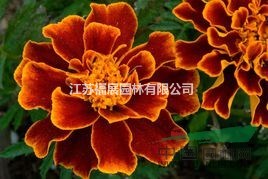 萬壽菊別稱臭芙蓉、萬壽燈、蜂窩菊、臭菊花 萬壽菊種子價格