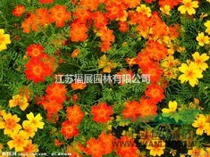 萬壽菊別稱臭芙蓉、萬壽燈、蜂窩菊、臭菊花 萬壽菊種子價格