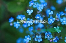 勿忘我別稱勿忘草、星辰花、匙葉草  勿忘我種子價(jià)格