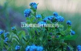 勿忘我別稱勿忘草、星辰花、匙葉草  勿忘我種子價(jià)格