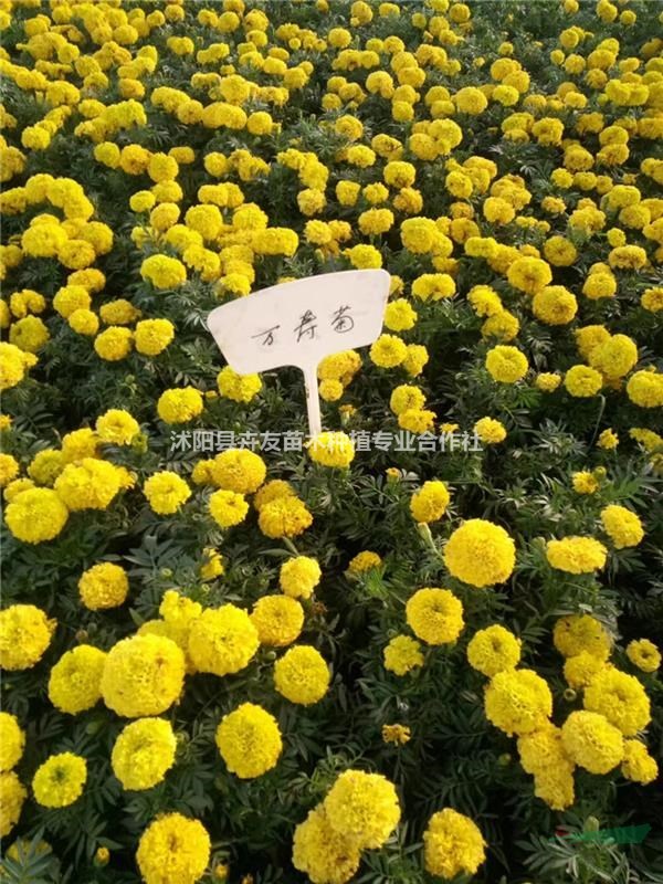 萬(wàn)壽菊 花期長(zhǎng) 多色花萬(wàn)壽菊小苗 園林綠化花卉專供