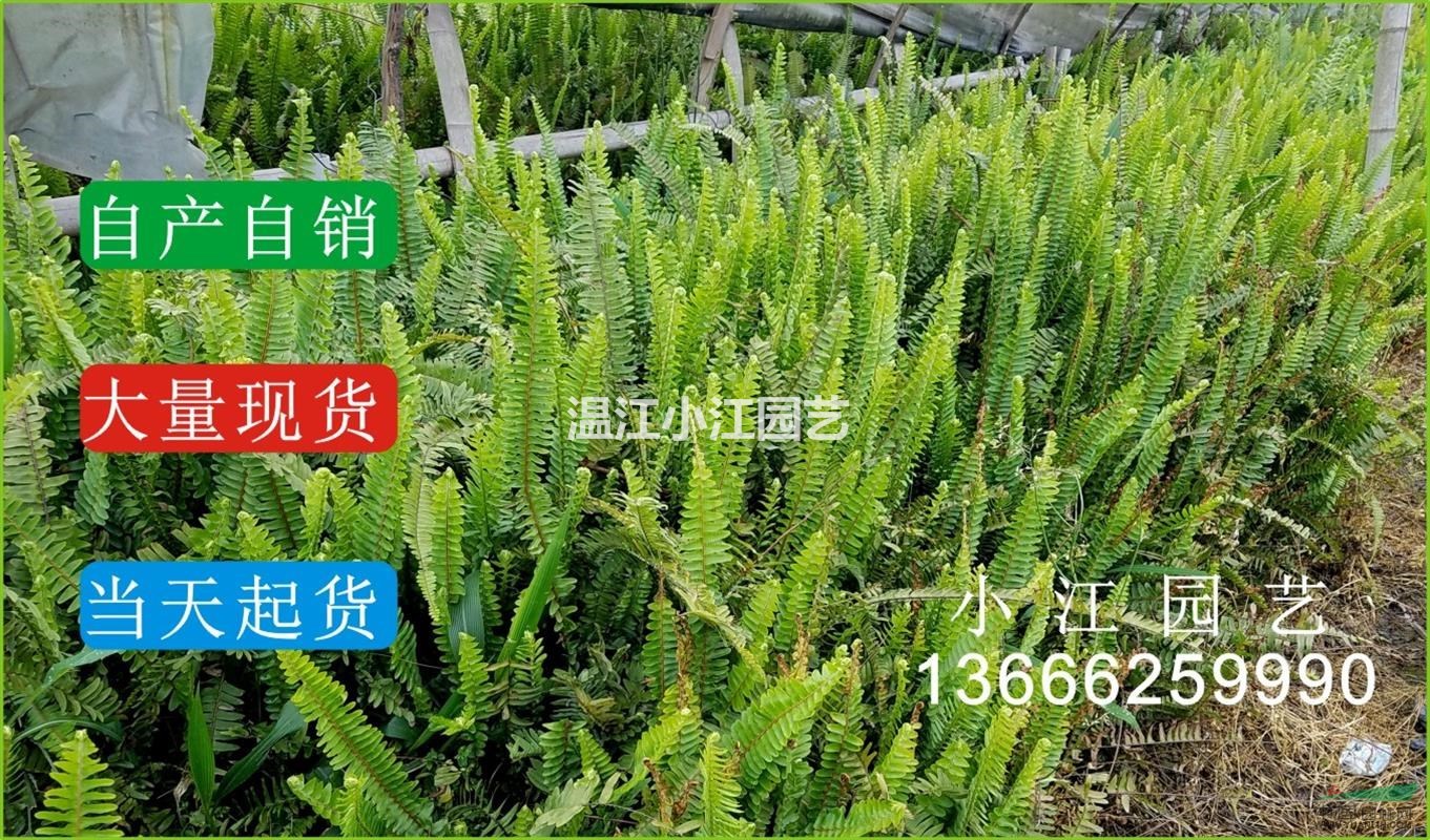 四川腎厥小苗溫江排骨草杯苗成都蜈蚣草價格苗圃供應(yīng)