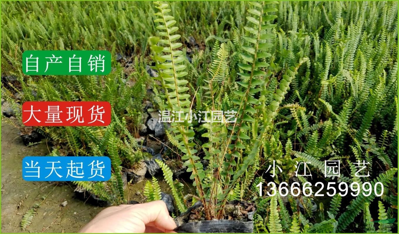 四川腎厥小苗溫江排骨草杯苗成都蜈蚣草價格苗圃供應(yīng)