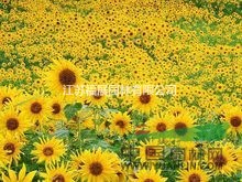 向日葵別稱朝陽(yáng)花、轉(zhuǎn)日蓮、向陽(yáng)花、望日蓮 向日葵種子價(jià)格