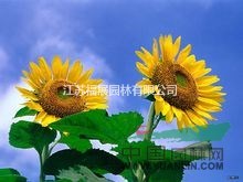 向日葵別稱朝陽(yáng)花、轉(zhuǎn)日蓮、向陽(yáng)花、望日蓮 向日葵種子價(jià)格