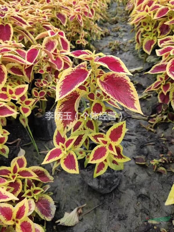 草花香彩雀大量出售.國慶草花出售.四川香彩雀種植基地