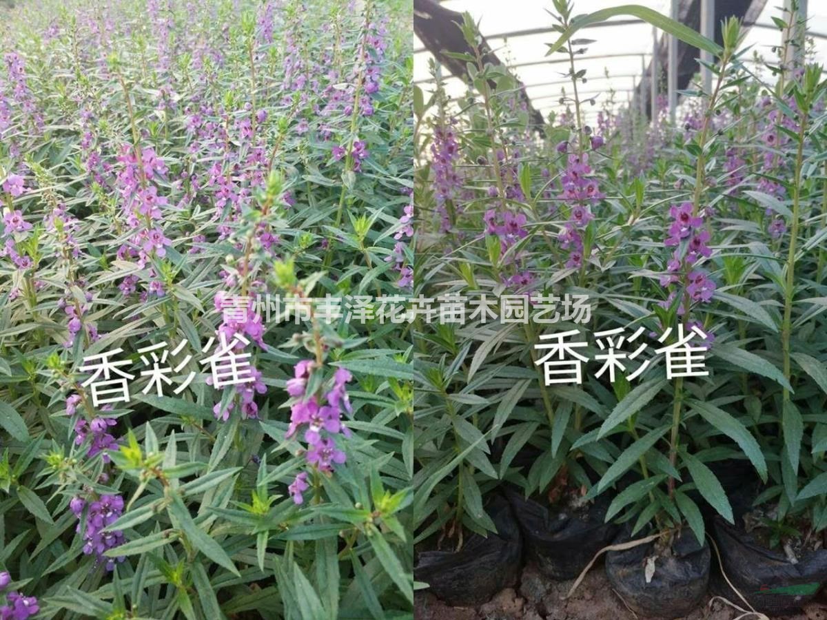 香彩雀種植基地，香彩雀價格