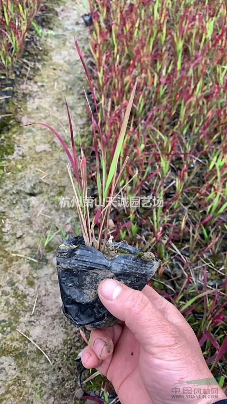 血草/日本血草等水生植物批發(fā)出售