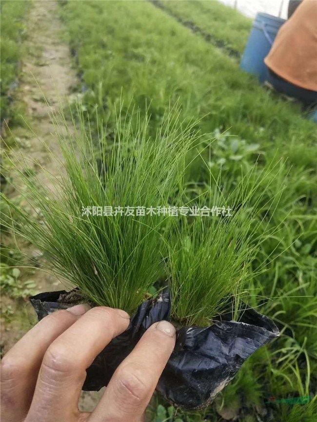 細莖針茅 草花地被類細莖針茅小苗 園林綠化