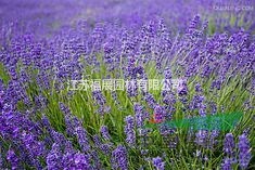 薰衣草種子價(jià)格  薰衣草照片 被稱作“香草之后”