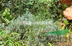 薰衣草種子價(jià)格  薰衣草照片 被稱作“香草之后”