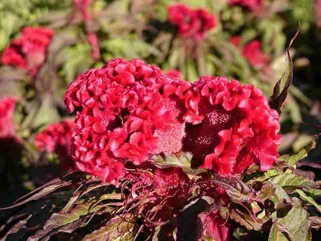 一串紅、雞冠花、萬壽菊