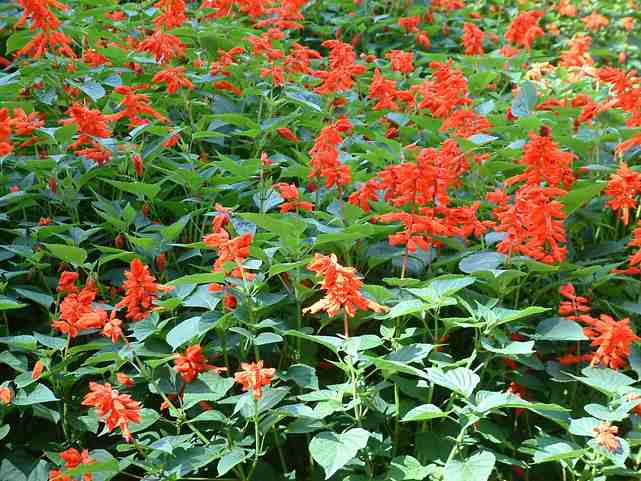 一串紅、雞冠花、萬壽菊