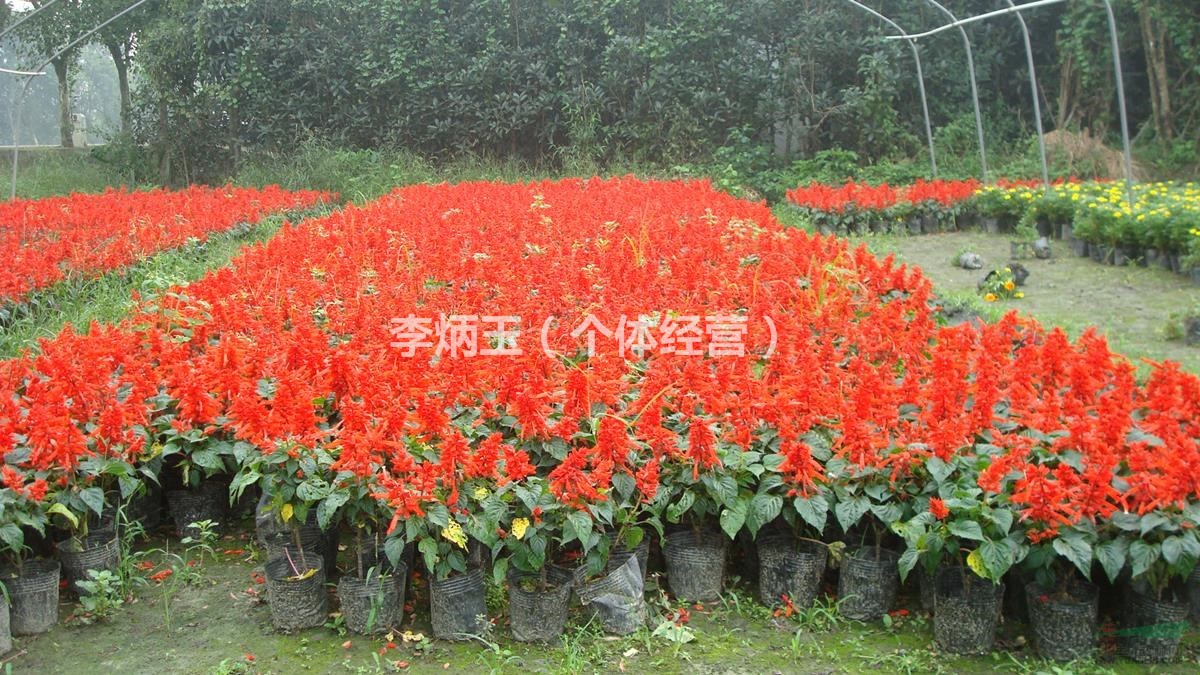 農(nóng)戶自家基地種植草花一串紅.國慶用花一串紅.基地直銷.價(jià)格優(yōu)