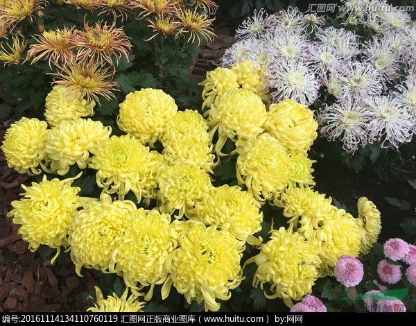 青州煜晧花卉苗木供應(yīng)品種菊花，一串紅，牽牛，馬鞭草等草花地被