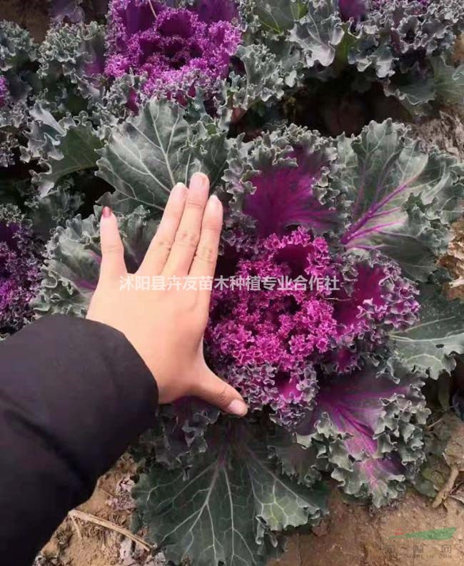 羽衣甘藍(lán) 二年生觀葉草本花卉 羽衣甘藍(lán)小苗價格