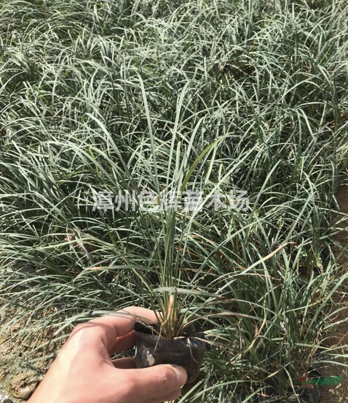 沿階草價(jià)格 植物沿階草報(bào)價(jià) 銀邊草