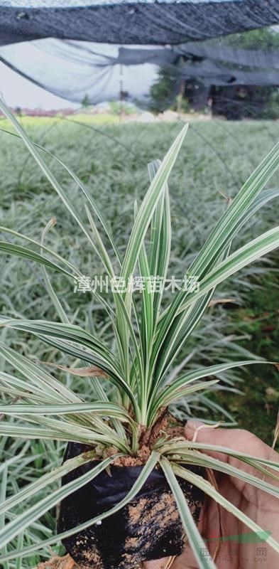 沿階草價(jià)格 植物沿階草報(bào)價(jià) 銀邊草