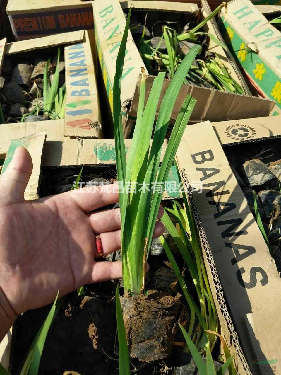 水生鳶尾 江蘇水生鳶尾基地圖片/水生鳶尾 江蘇水生鳶尾基地報價