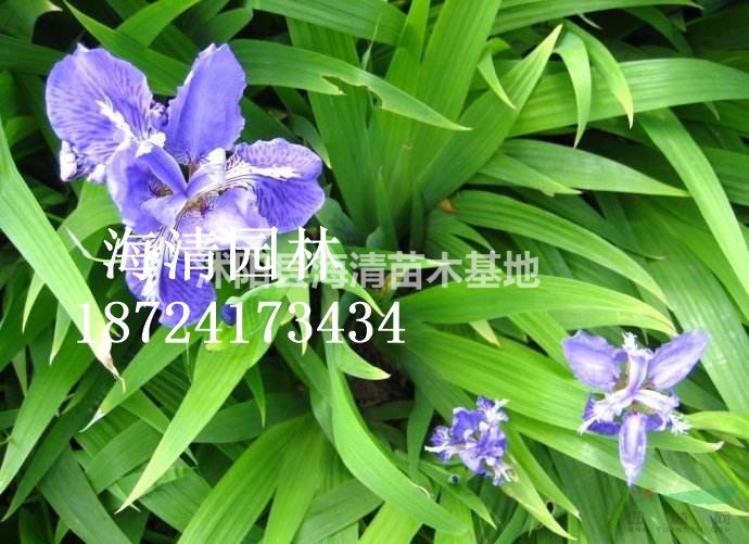 沭陽(yáng)鳶尾花最新價(jià)格報(bào)價(jià)25公分鳶尾花