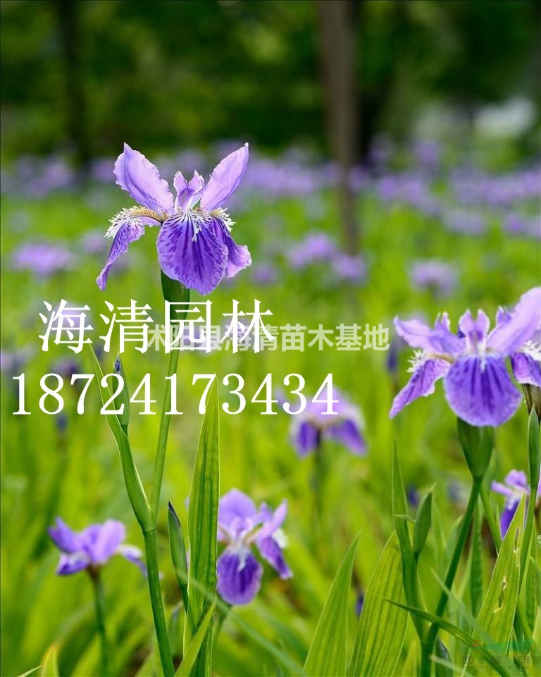 沭陽(yáng)鳶尾花最新價(jià)格報(bào)價(jià)25公分鳶尾花