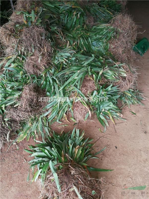 鳶尾  蝴蝶蘭  藍(lán)花鳶尾  地被植物鳶尾  鳶尾價格 