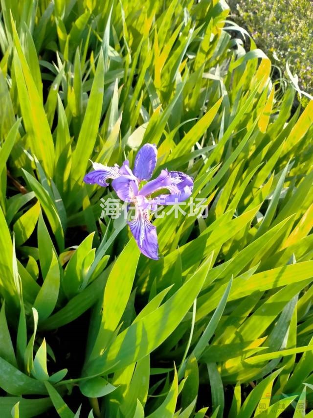 藍花鳶尾