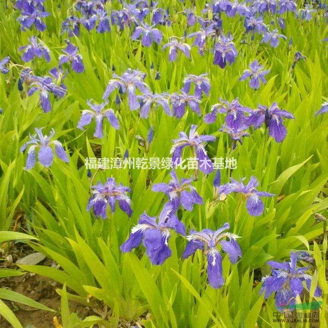 鳶尾花價格，鳶尾苗