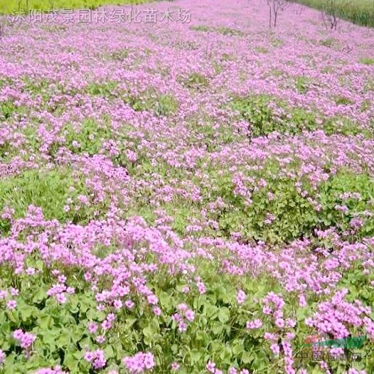 鳶尾、蔥蘭、白三葉、紅三葉、紅花草