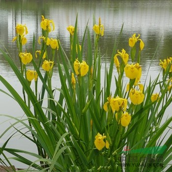 黃花鳶尾.黃菖蒲.水生鳶尾