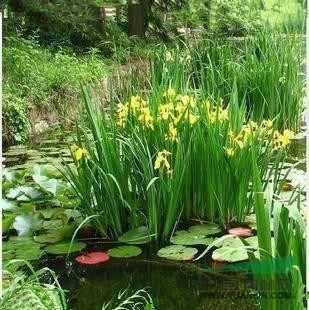 黃花鳶尾.黃菖蒲.水生鳶尾