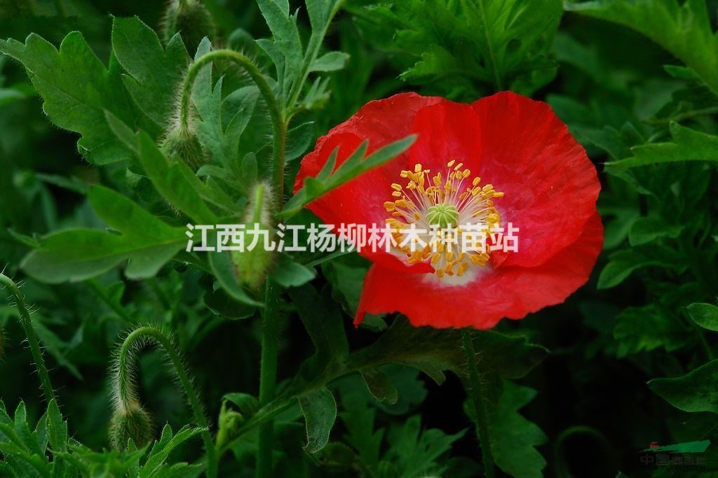 優(yōu)質(zhì)虞美人種子 冰島虞美人種子 江西草花種子  花卉種子批發(fā)