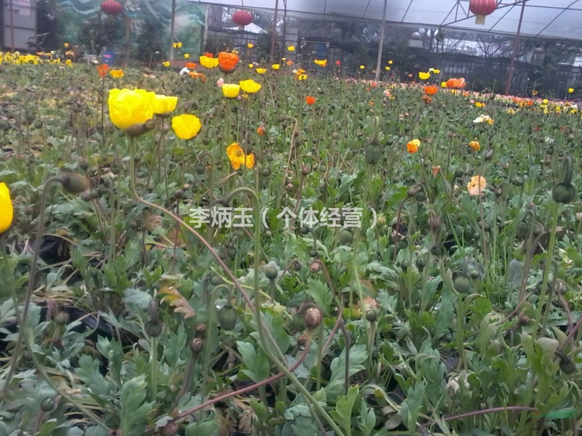 ?草花虞美人種植基地.出售13杯虞美人.30公分高虞美人價格