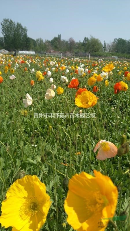 山東冰島虞美人價格，虞美人基地