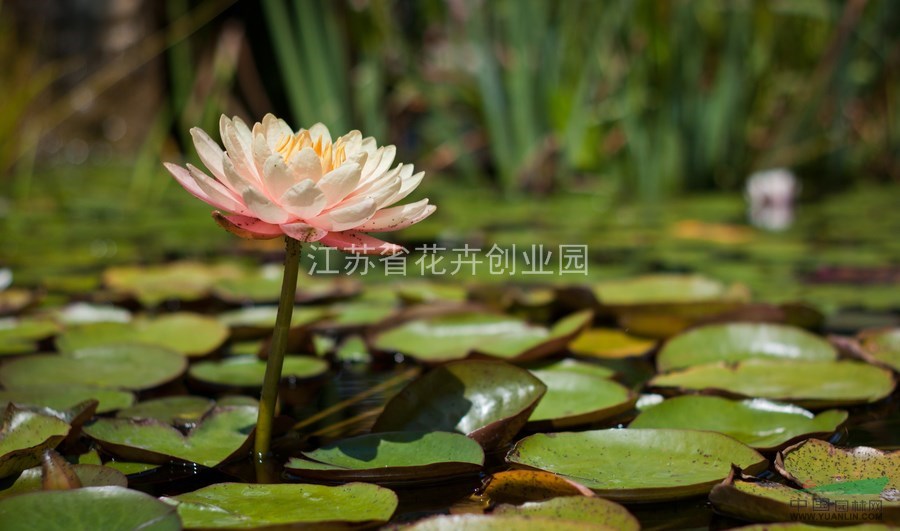 低價(jià)出售荷花種根，荷花小苗，睡蓮種子，郁金香種子，碗蓮種子等