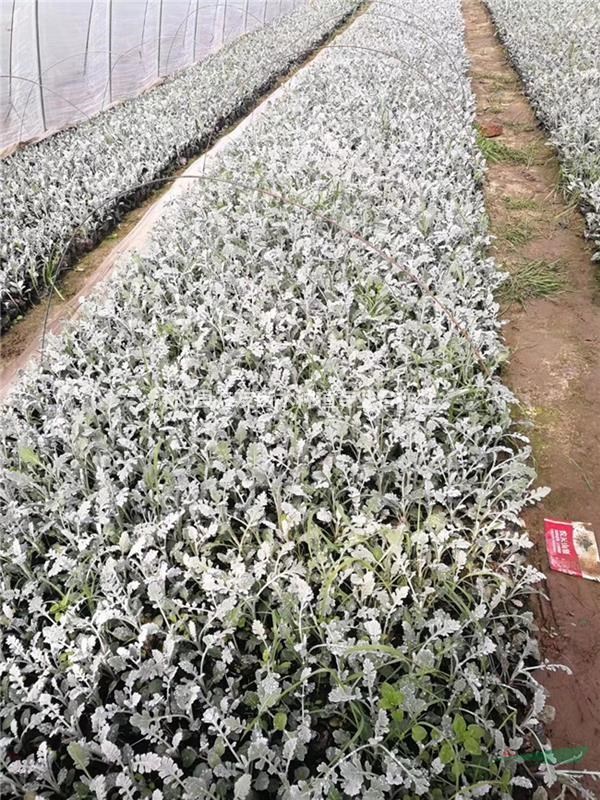 銀葉菊 多年生草本植物 園林觀賞花卉銀葉菊小苗