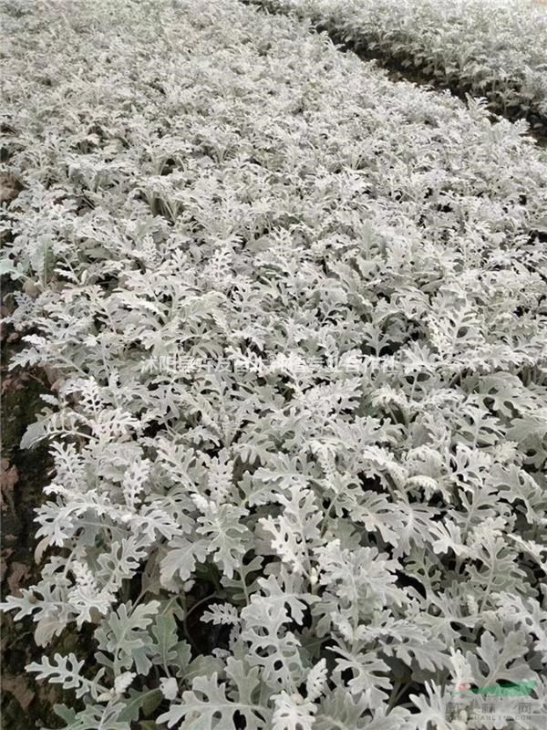 銀葉菊 多年生草本植物 園林觀賞花卉銀葉菊小苗