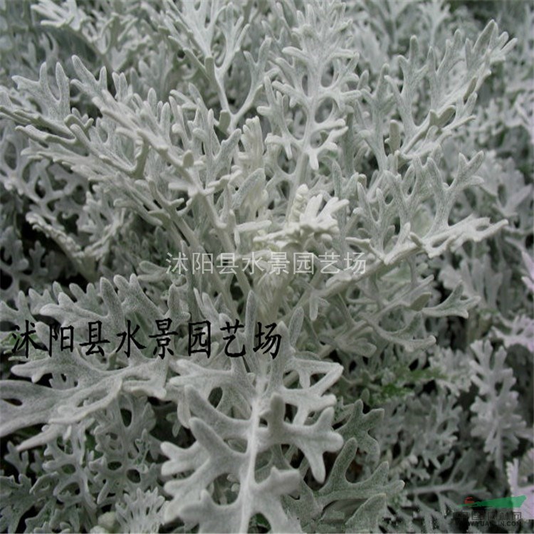 江蘇銀葉菊，雪葉菊供應(yīng)，銀葉菊價(jià)格 大量銀葉菊批發(fā)