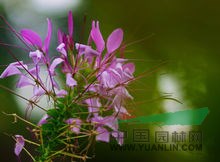 醉蝶花 別稱 鳳蝶草、紫龍須、蜘蛛花  醉蝶花種子價(jià)格