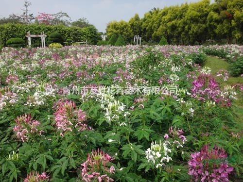 青州醉蝶花時令花卉，山東醉蝶花基地