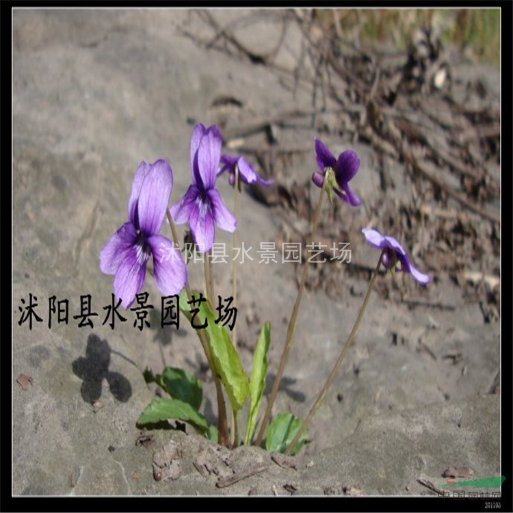 江蘇紫花地丁 紫花地丁苗 草花紫花地丁價格 紫花地丁大量批發(fā)