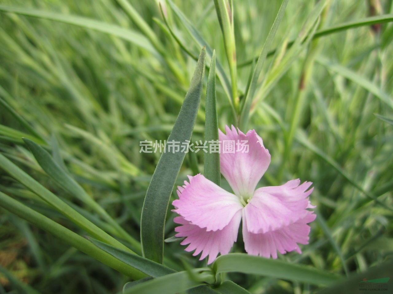 河北紫露草，價(jià)格，紫露草廠家，紫露草種植基地