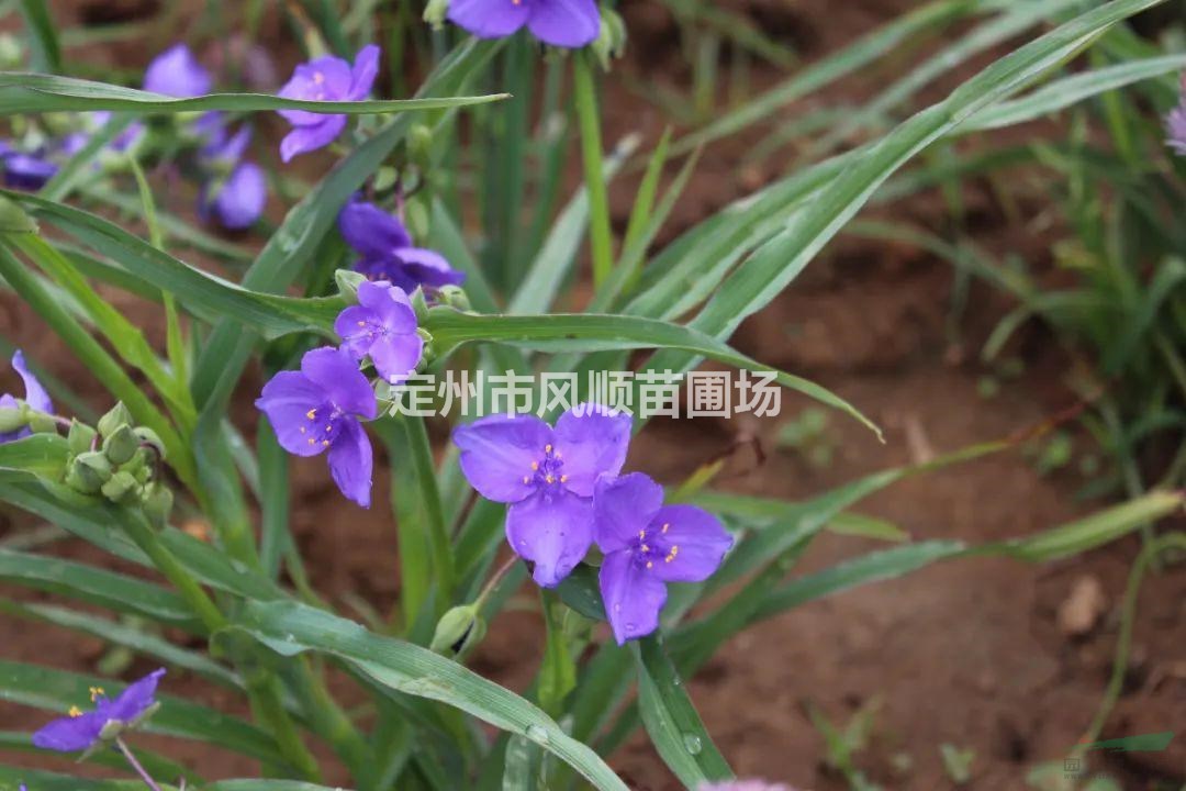 河北紫露草 紫露草基地 紫露草價格