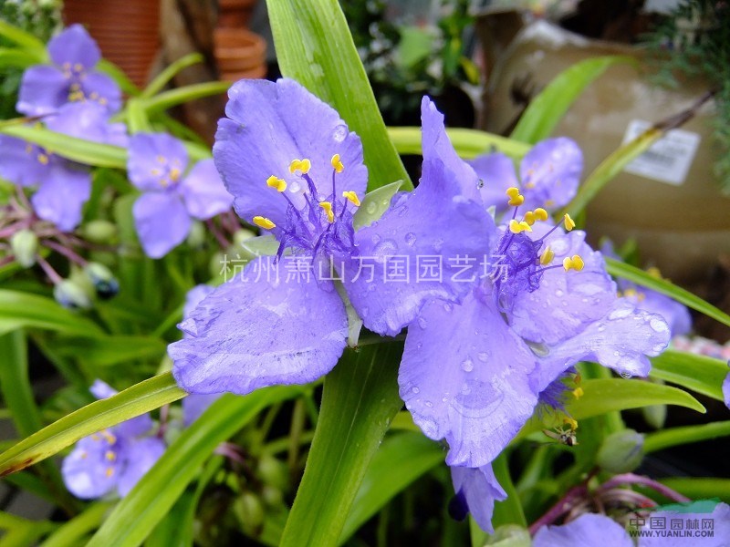 金葉紫露草 白花紫露草、紫花紫露草