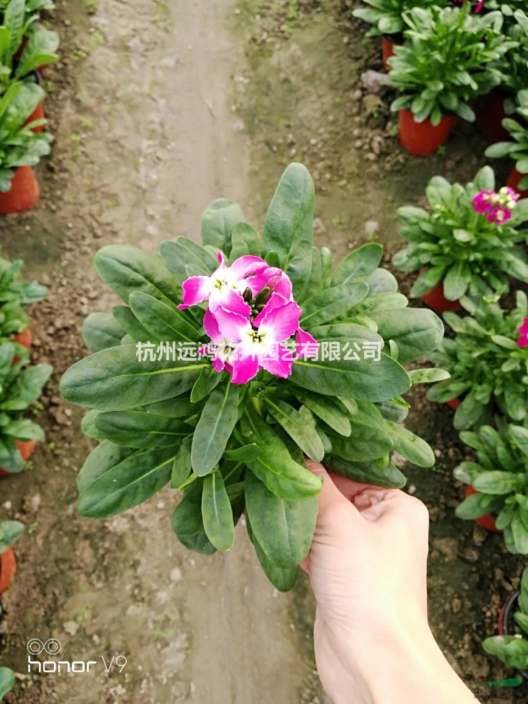 杭州蕭山自有基地自產(chǎn)自銷 120盆大蓬型紫羅蘭