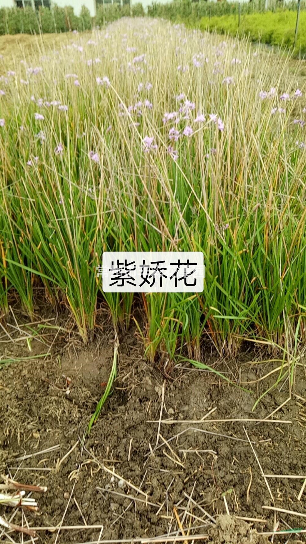 江蘇常州紫嬌花圖片/江蘇常州紫嬌花報價