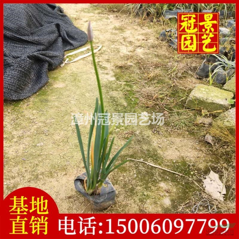 紫嬌花價(jià)格漳州 批發(fā)紫嬌花行情漳州今年紫嬌花走勢(shì)