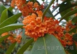 紅花四季桂