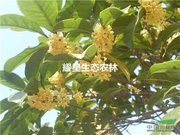 金桂樹(shù)苗 桂花小苗 金桂批發(fā) 四季桂 20cm-80cm 扦